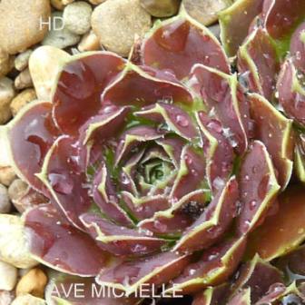 Ave Michelle / Jovi