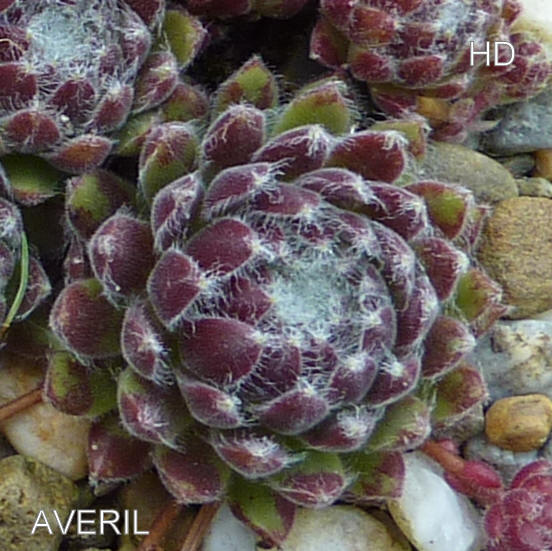 Averil