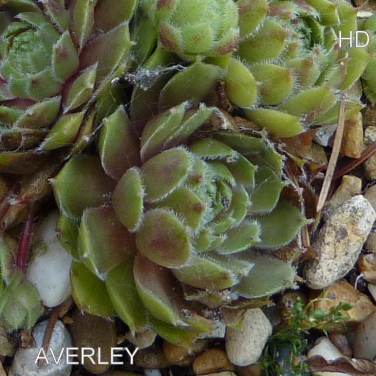 Averley