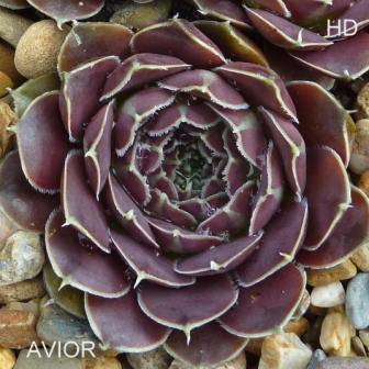 Avior / Jovi