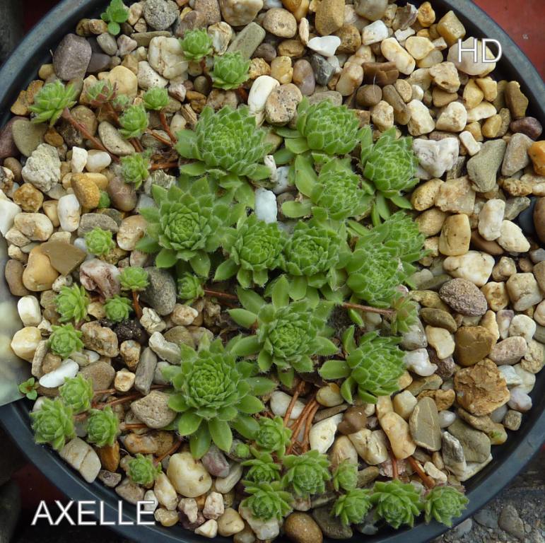 Axelle