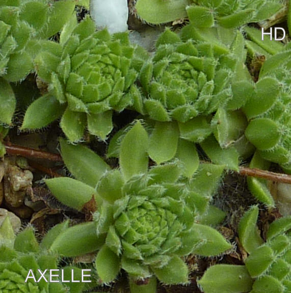 Axelle