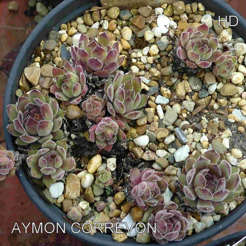 Aymon Correvon