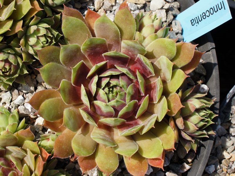 Innocentia