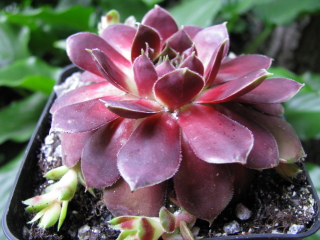 Innocentia