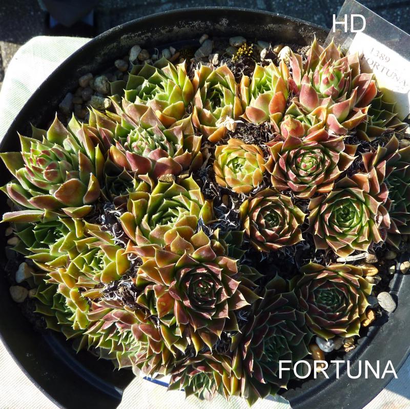 Fortuna / Jovi