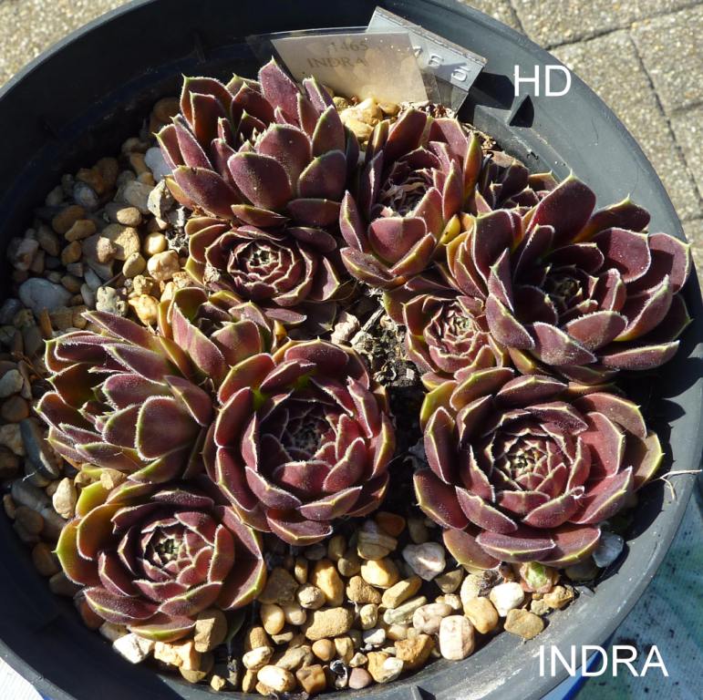 Indra / Jovi