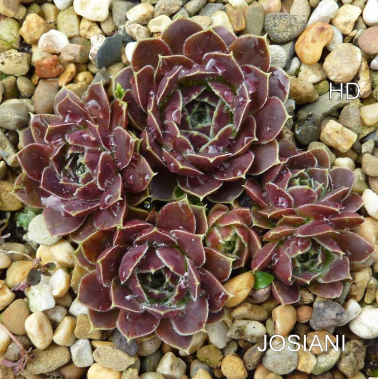 Josiani / Jovi
