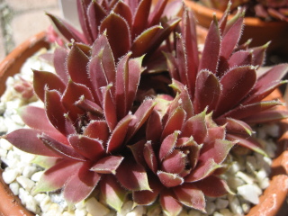 Irazu