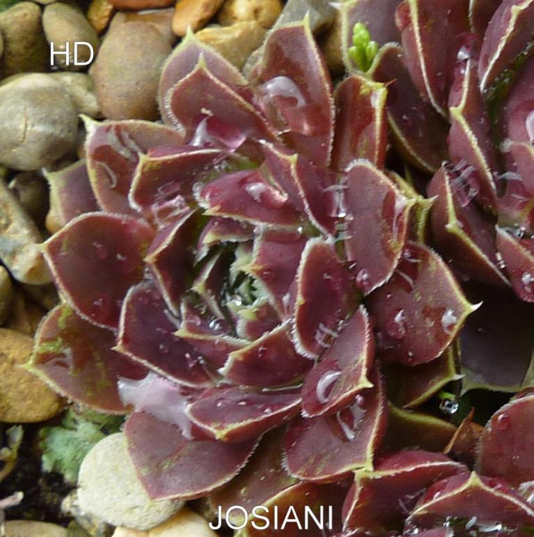 Josiani / Jovi