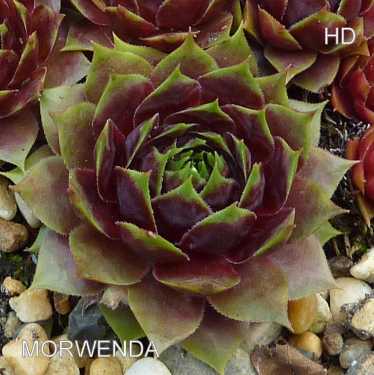 Morwenda