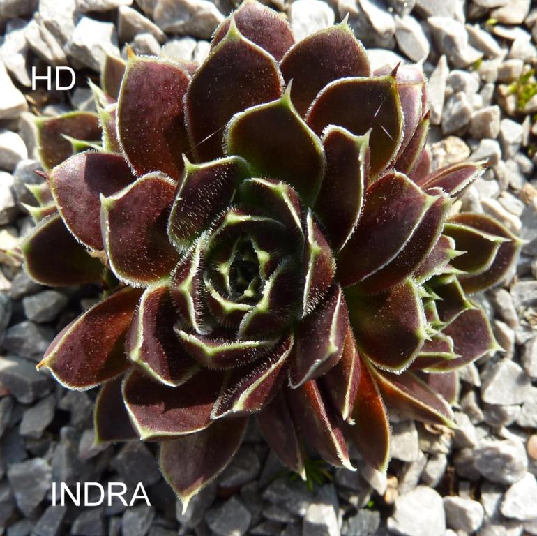 Indra / Jovi