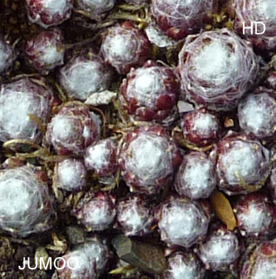 Jummoo