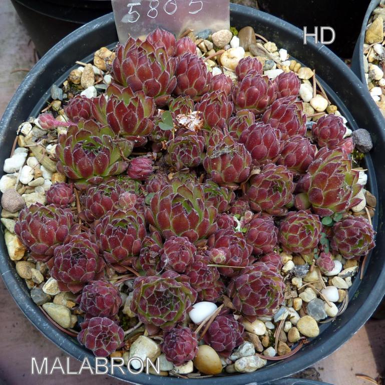 Malabron