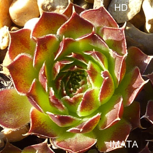 Imata / Jovi