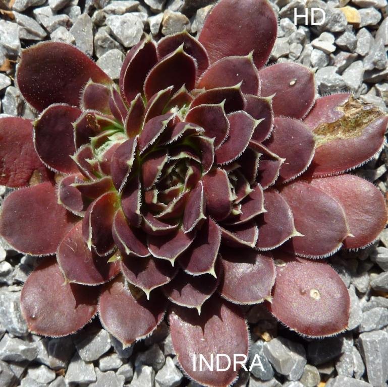 Indra / Jovi