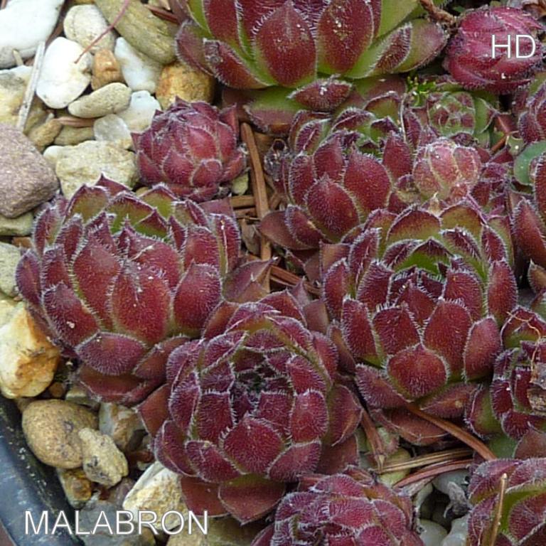 Malabron