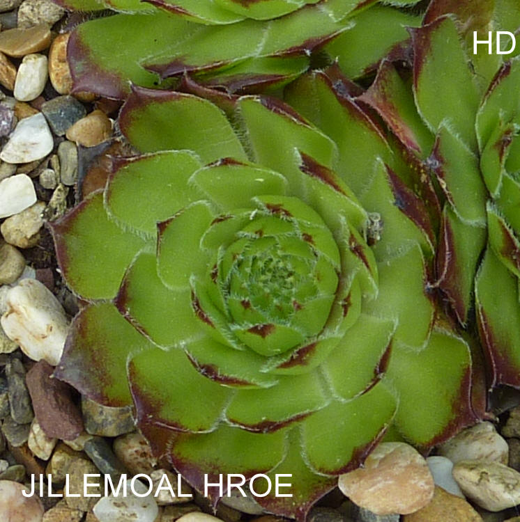 Jillemoal hroe