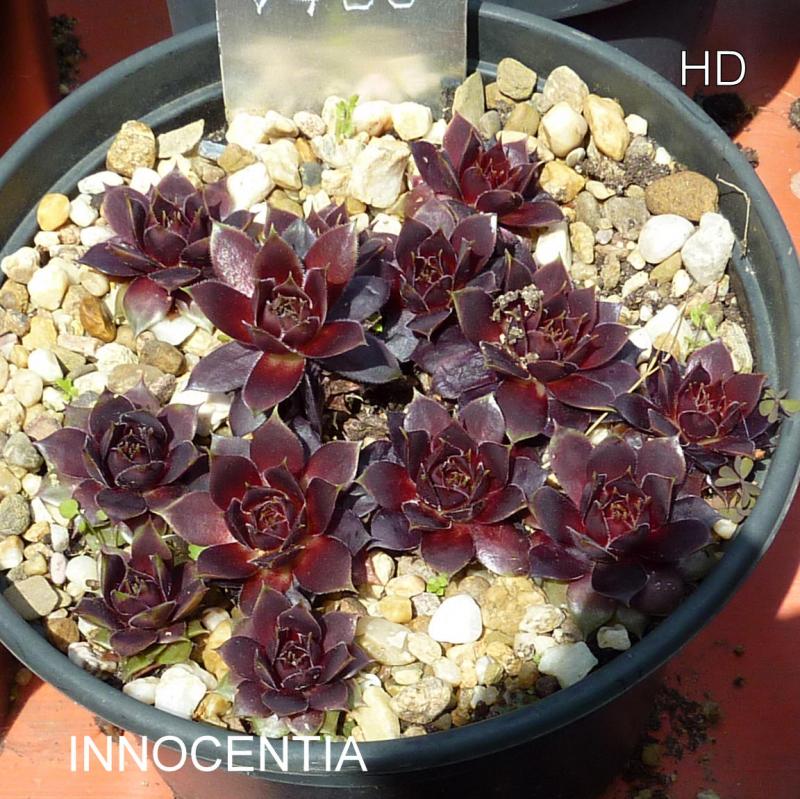 Innocentia