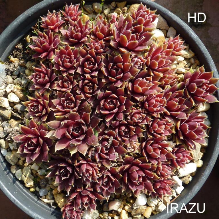 Irazu