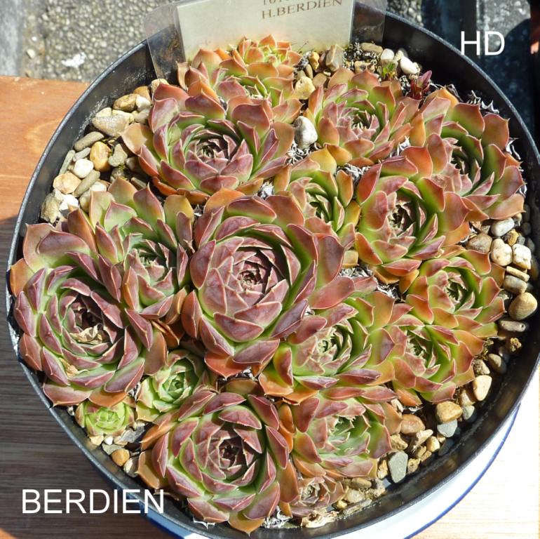 Berdien / Jovi