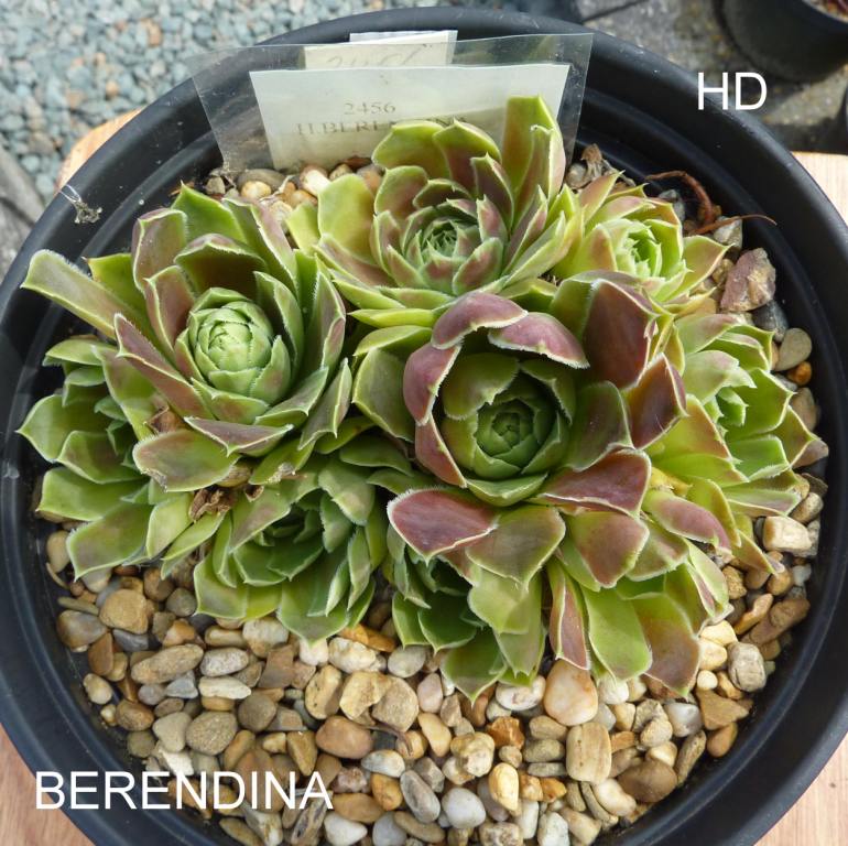 Berendina / Jovi