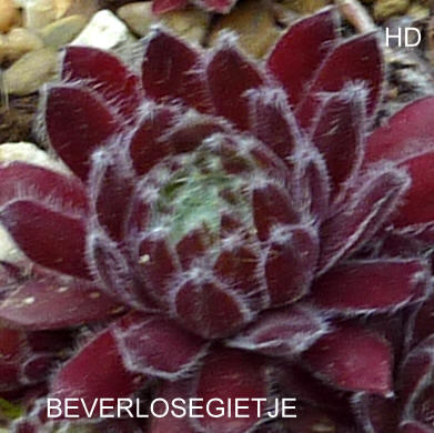 Beverlosegietje