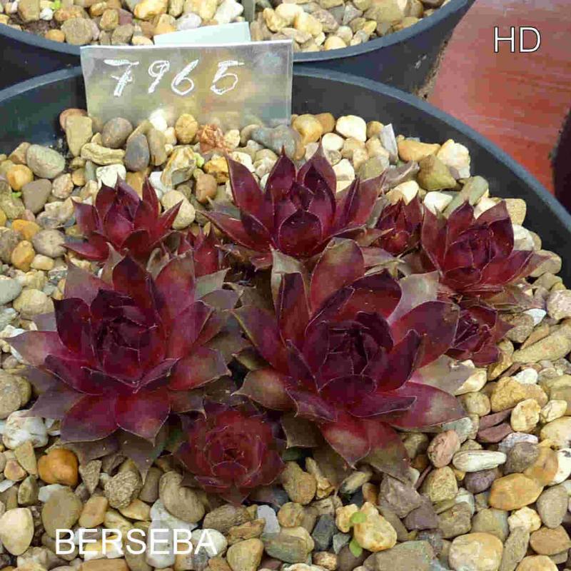 Berseba