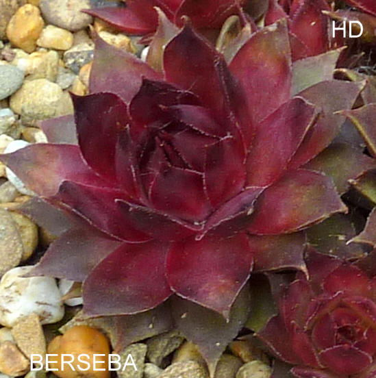 Berseba