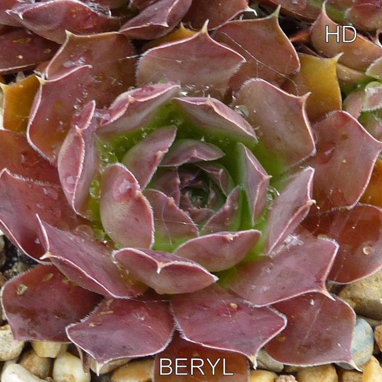 Beryl / Jovi