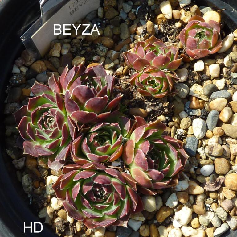 Beyza / Jovi