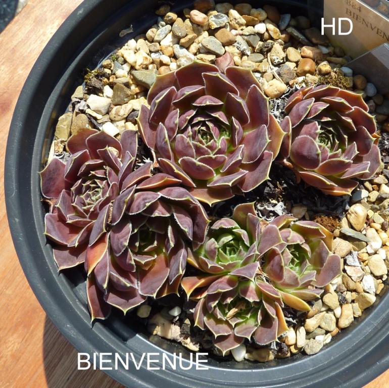 Bienvenue / Jovi