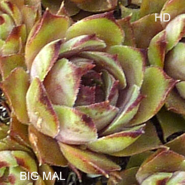 Big Mal