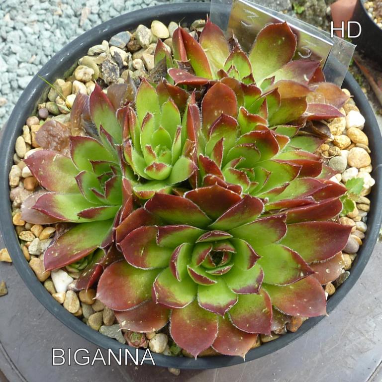 Biganna / Jovi