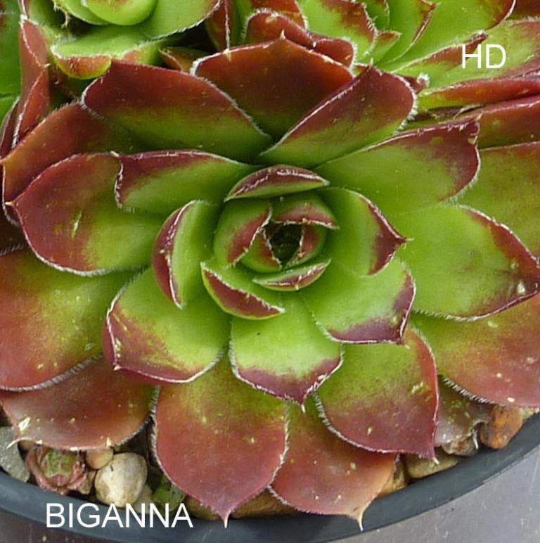 Biganna / Jovi