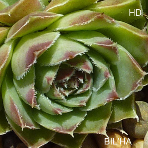 Bil'Ha / Jovi