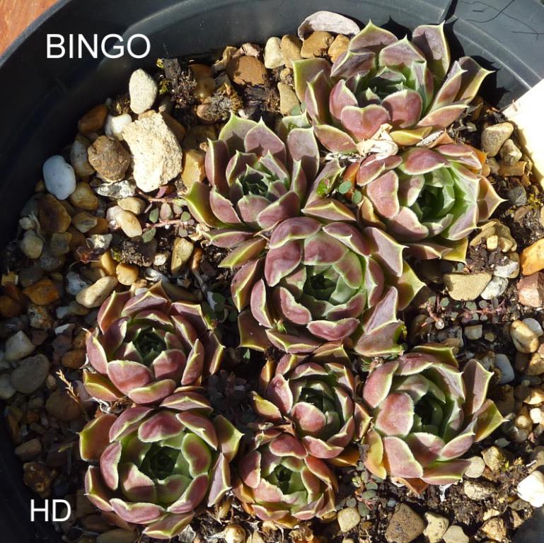 Bingo / Jovi