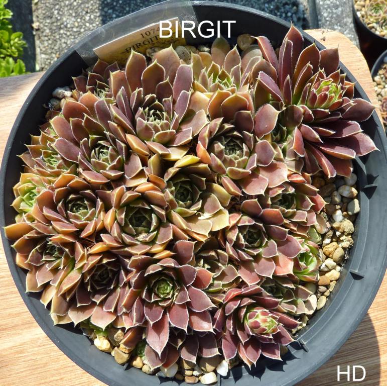 Birgit / Jovi