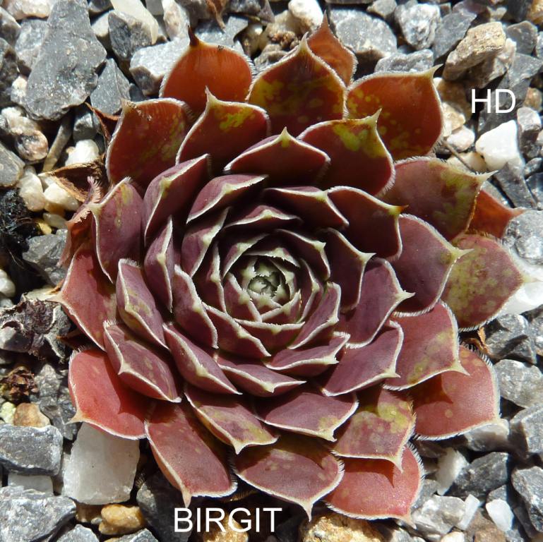 Birgit / Jovi