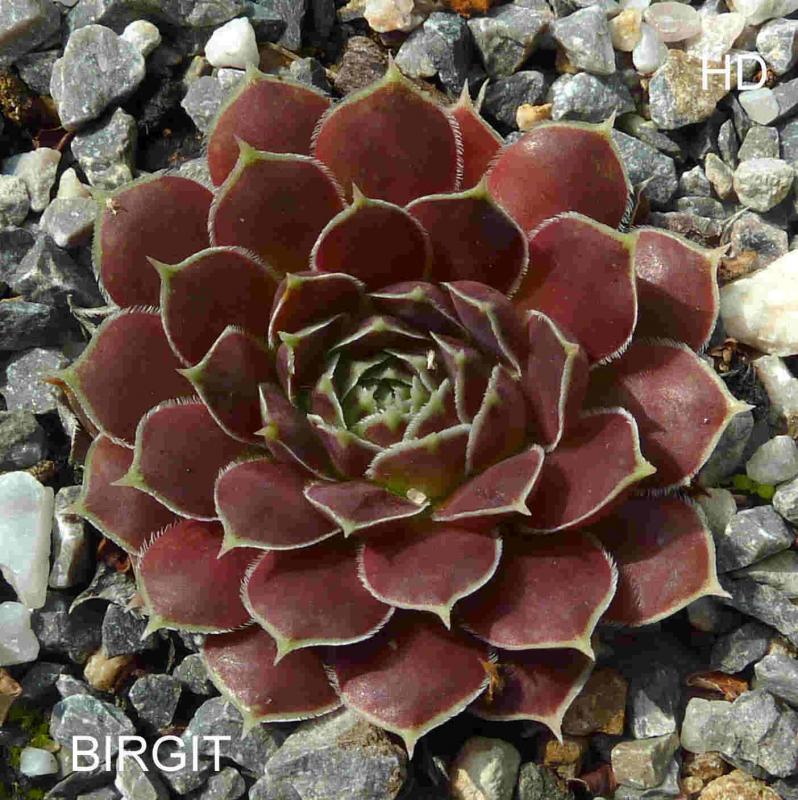 Birgit / Jovi