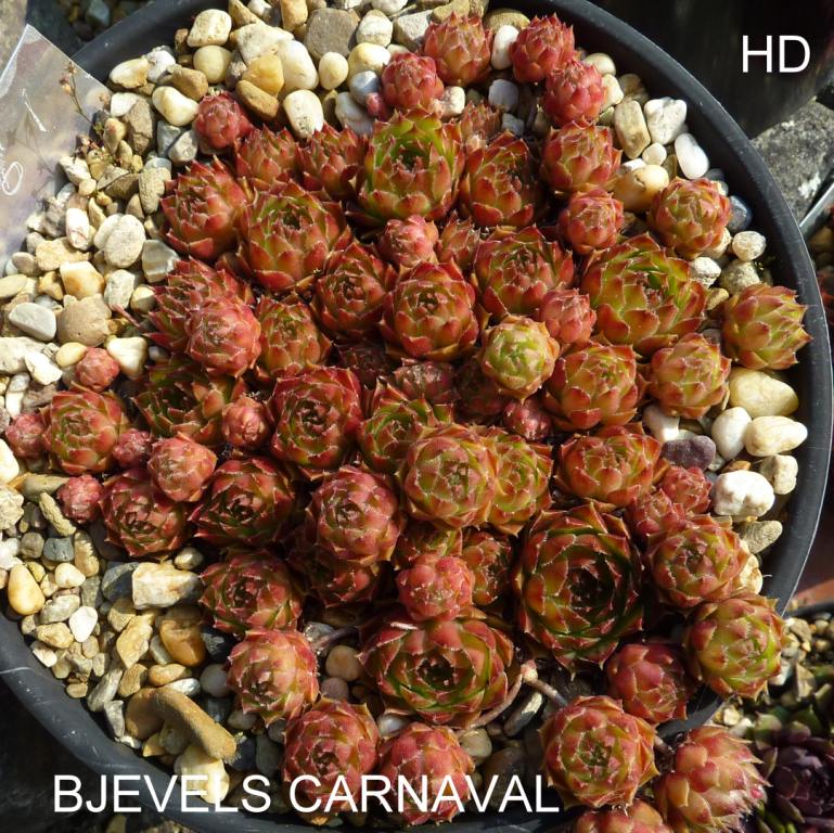 Bjevels Carnaval