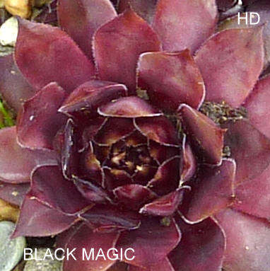 Black Magic