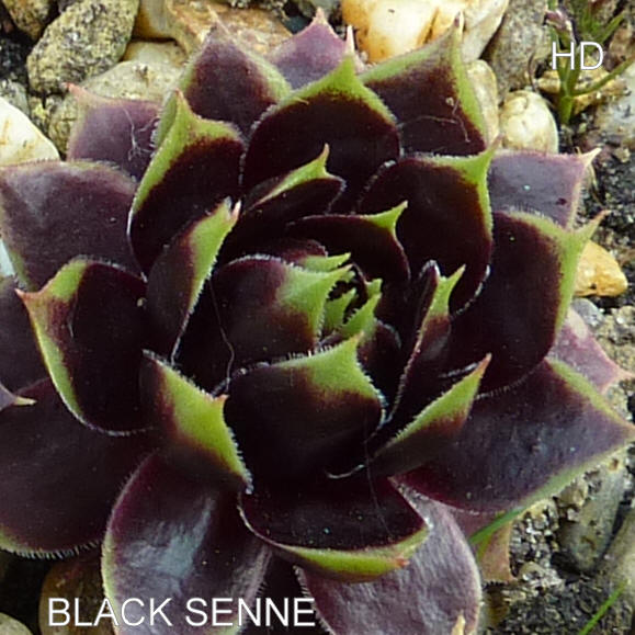 Black Senne