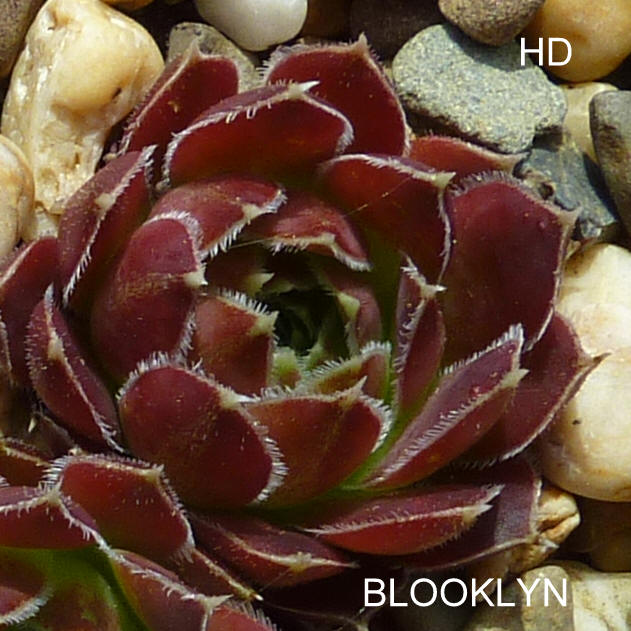Blooklyn / Jovi