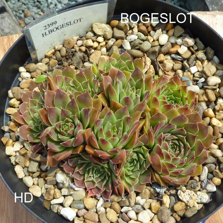Bogeslot / Jovi