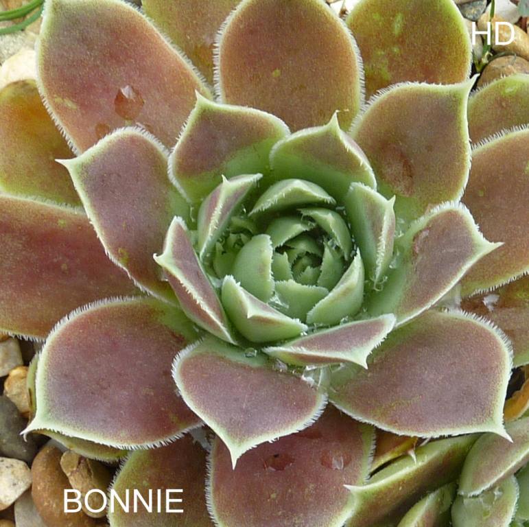 Bonnie / Jovi
