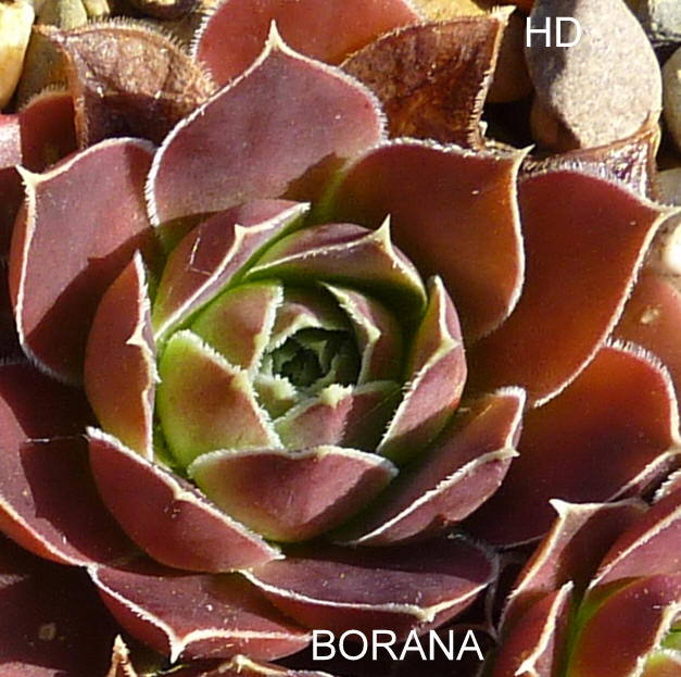 Borana / Jovi