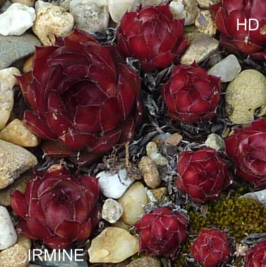Irmine