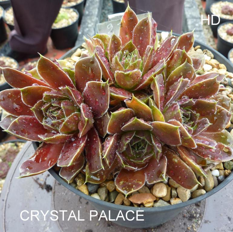 Crystal Palace / Jovi