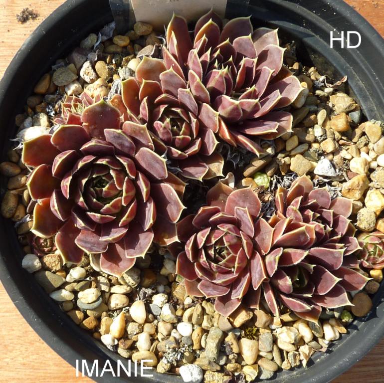 Imanie / Jovi